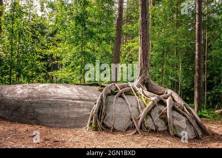 Albero cresce su pietra grande con radici che coprono la roccia Foto Stock