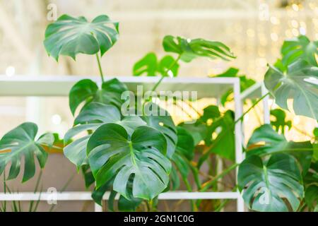 Bella e insolita monstera foglie sullo sfondo di altre piante verdi e rami. Monstera costellazione tailandese variegata bella vegetazione tropicale Foto Stock