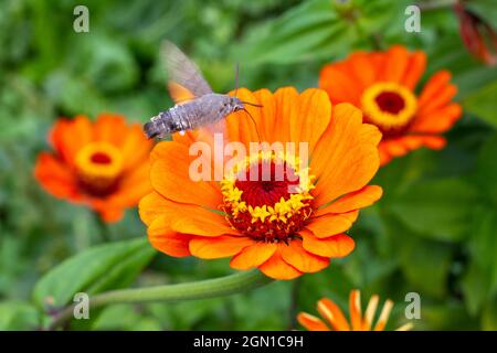 I fiori arancioni della zinnia sono impollinati dalla falce. Fiori in crescita e giardinaggio. Foto Stock