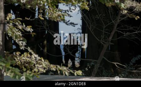 La silhouette d'ombra di un ufficiale di addestramento del corpo aereo dell'esercito speciale di servizio dell'aeronautica di SAS su un'esercitazione militare, Wiltshire Regno Unito Foto Stock