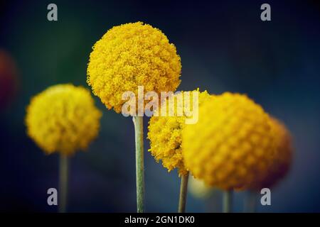 Craspedia globosa 'Golf Beauty' (Billy Buttons) fiori Foto Stock