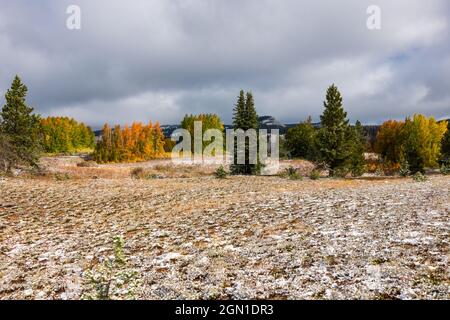 Inizio settembre neve con colori autunnali in alto paese in Colorado Foto Stock