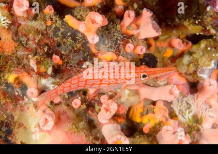 Longnose Hawkfish, Oxycirrhites typus, a Misool Islands, Indonesia. Profondità: 23,3 m. Foto Stock