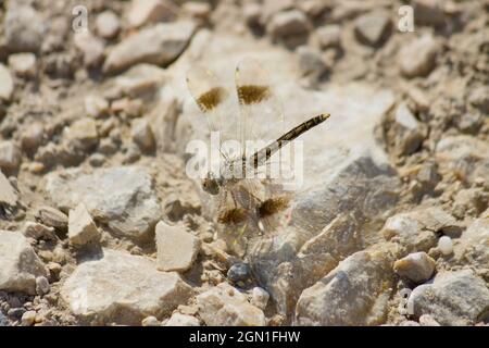 Primo piano di una dragonfly Brachythemis impartita un nord banded terra arroccata su un terreno roccioso Foto Stock