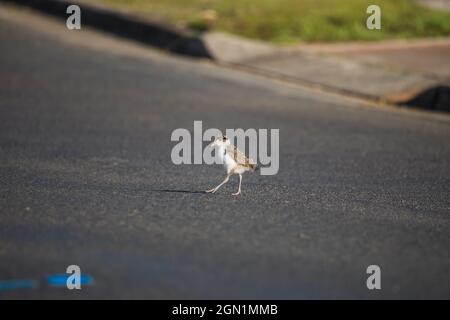 Bambino mascherato Lapwing pulcino camminare su erba verde. Foto Stock