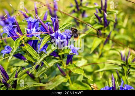 Primo piano di fiori viola che crescono nel giardino Foto Stock