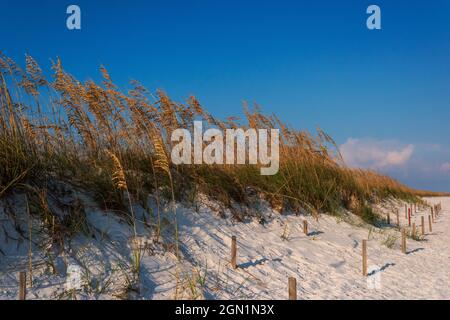 Pali di legno sono usati per contribuire ad ancorare una duna di sabbia sulla spiaggia di Pensacola in Florida. Foto Stock