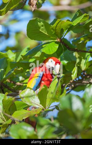 Scarlet Macaw (Ara macao) appollaiate su un albero, Parco Nazionale di Corcovado, Osa Peninsula, Costa Rica Foto Stock