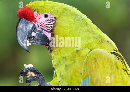 Macaw militare (Ara militaris) mangiare, Costa Rica, America Centrale Foto Stock