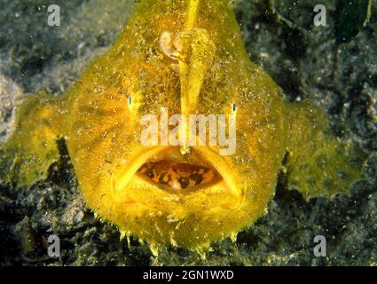 Rana striata (Antennarius striatus), comune nel porto di Sydney. Si riposano molto silenziosamente sul fondo del mare e possono assomigliare ad una spugna. Un a specializzato Foto Stock