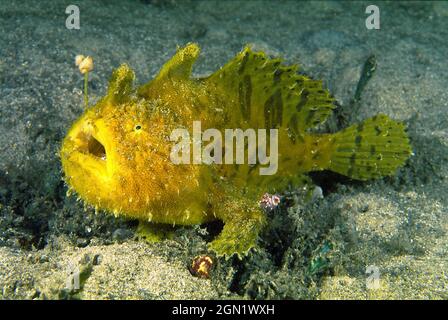 Rana striata (Antennarius striatus), comune nel porto di Sydney. Si riposano molto silenziosamente sul fondo del mare e possono assomigliare ad una spugna. Un a specializzato Foto Stock