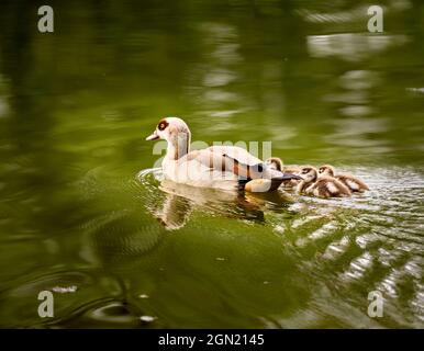 Giovane famiglia di oca egiziana con tre pulcini sul Reno, Bad Honnef, NRW, Germania Foto Stock