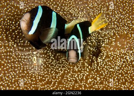 Anemonefish di Clark (Amphiprion clarkii), sull’anemone marino da tappeto di Haddon (Stichodactyla haddoni), con un gambero commisurato. Anilao, Manila, Filippine Foto Stock