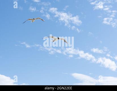 Seagull volare in mare in una calda giornata di sole in Russia Foto Stock