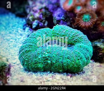 Symphyllia sp. - Grande corallo di pietra di polipi nella vasca acquario della barriera corallina Foto Stock