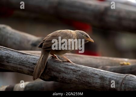Bello uccello jangle babbler indiano sedersi in un bambù e alla ricerca del suo cibo Foto Stock