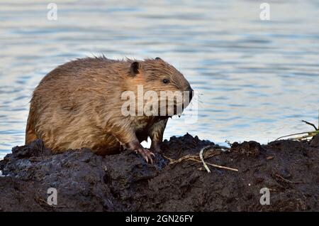 Un giovane castoro 'Castor canadensis', che sale sulla cima della sua diga castoro per una migliore vista dei suoi dintorni. Foto Stock