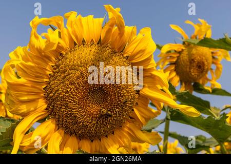 Ape su Girasole Foto Stock