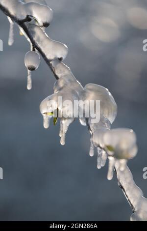Protezione antigelo, ramo ghiacciato di un albero di albicocche, Wachau, Austria inferiore, Austria Foto Stock