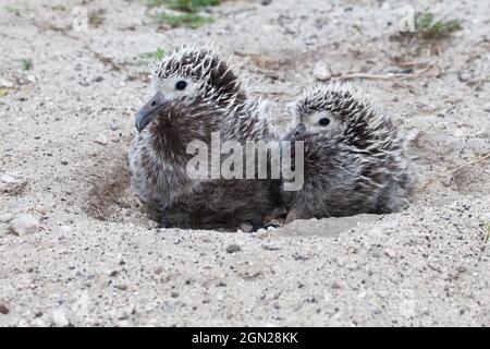 Due pulcini di Laysan Albatross da diversi genitori accoccolati insieme temporaneamente mentre gli uccelli genitori sono lontani Foto Stock