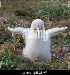 Leucistic Laysan Albatross, piccolo pulcino bianco privo di pigmentazione normale, le ali che sbatte. Phoebastria immutabilis Foto Stock