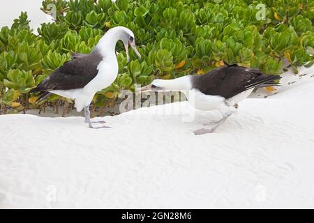 Mostra di courtship Laysan Albatross. Coppia di uccelli che ballano sulla spiaggia nelle isole del Pacifico, arbusto Naupaka (Phoebastria immutabilis, Scaevola taccada) Foto Stock
