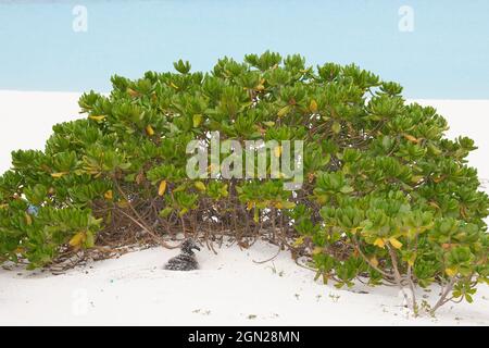 Piccolo pulcino di Albatross Laysan in nido di sabbia scavato al riparo da un arbusto Naupaka su una spiaggia del Pacifico (Phoebastria immutabilis, Scaevola taccada) Foto Stock