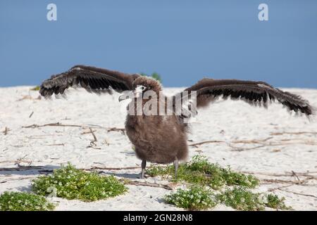 Laysan Albatross pulcino sulla spiaggia che allarga le ali, esercitando muscoli di volo in preparazione per fuggire più tardi. Phoebastria immutabilis Foto Stock