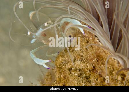 Un gamberetto commisurato (Periclimenes magnificus), su un anemone tubo. Looata Island Resort, al largo di Port Moresby, Papua Nuova Guinea Foto Stock