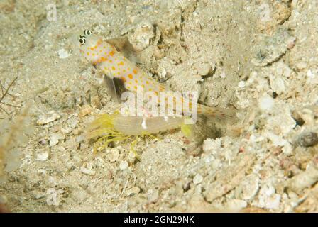 Gamberetti macchiati (Amblyeleotris guttata), gobbie shrimp condividono i loro sepolcri con gamberetti Alpheid. Il gambero costruisce e mantiene il burrow, mentre Foto Stock