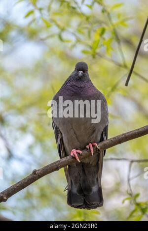 Il grasso di Pigeon è importante seduta su un ramo. Il piccione domestico bird e sfocata sfondo naturale. Grigio colomba bird. Foto Stock