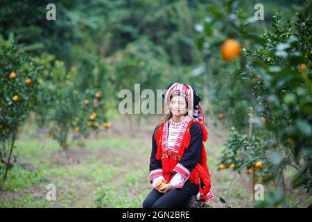 Frutteto nella provincia di ha Giang nel nord del Vietnam Foto Stock