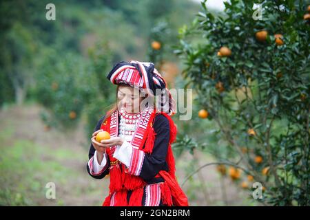 Frutteto nella provincia di ha Giang nel nord del Vietnam Foto Stock