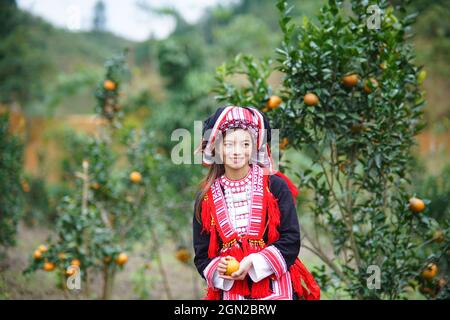 Frutteto nella provincia di ha Giang nel nord del Vietnam Foto Stock