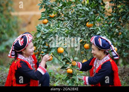 Frutteto nella provincia di ha Giang nel nord del Vietnam Foto Stock