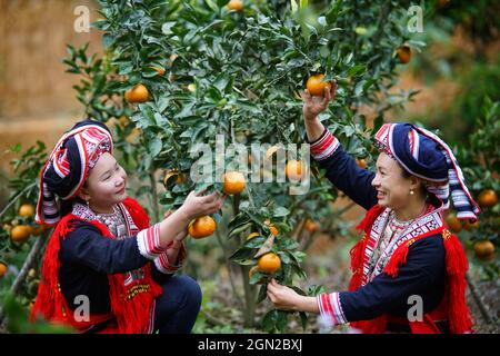 Frutteto nella provincia di ha Giang nel nord del Vietnam Foto Stock