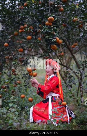 Frutteto nella provincia di ha Giang nel nord del Vietnam Foto Stock