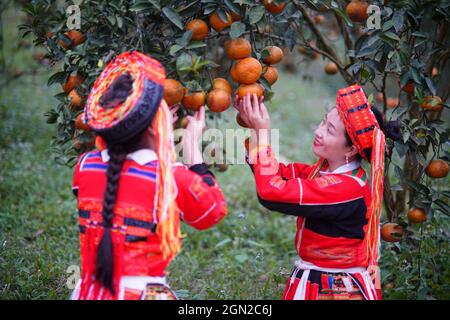 Frutteto nella provincia di ha Giang nel nord del Vietnam Foto Stock