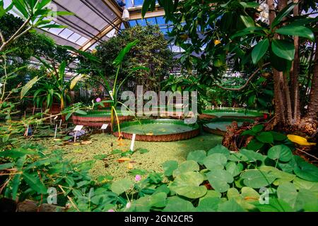 LEIDEN, PAESI BASSI - 13 ago 2021: Realizzato nell'Hortus Botanicus, giardino botanico nella città di Leiden Foto Stock