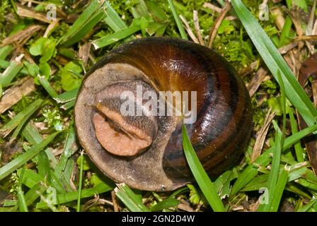 Lumaca panda gigante (Hedleyella falconeri), questa lumaca cariodica è la più grande lumaca terrestre nativa dell'Australia, con una crescita del guscio fino a 9 o 10 cm. Foto Stock