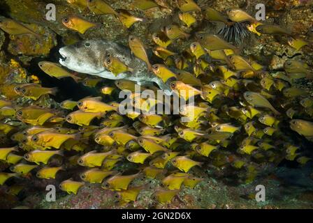 Puffer di stellate (Arothron stellatus), con Bullseyes (Pempheris affinis) con punta nera. Il pesce soffiato è una specie grande che raggiunge 90 cm di lunghezza Foto Stock