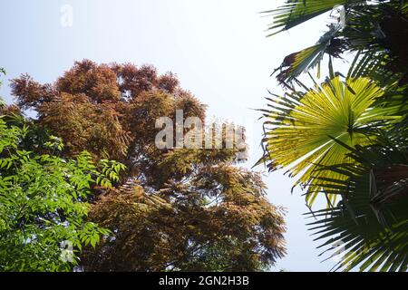 Khuoi il mio villaggio nella provincia di ha Giang nel nord del Vietnam Foto Stock