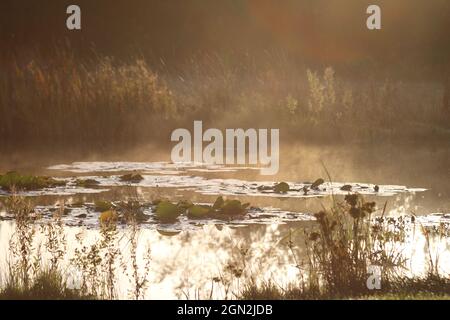 Vapore che si alza da un laghetto di ninfee con riflessi al sole della mattina presto, Lincolnshire, Inghilterra, Regno Unito, Europa