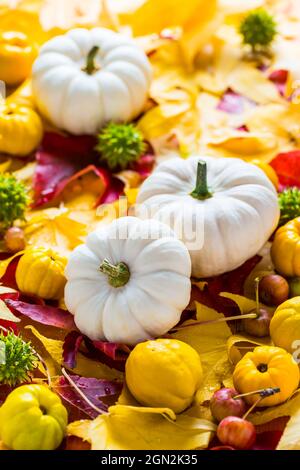 Zucche bianche con foglie d'autunno e frutta per il Ringraziamento Foto Stock