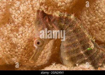 Il cavalluccio marino di White (Hippocampus whitei), che emerge dai rami di un albero di corallo morbido (Dendronephthya sp.). Si noti il piccolo crostacei isopodi sulla t Foto Stock