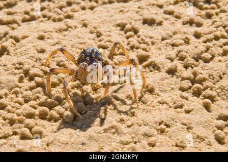 Granchio soldato azzurro (Mictyris longicarpus), sulla sabbia. Coffs Harbour, nuovo Galles del Sud, Australia Foto Stock