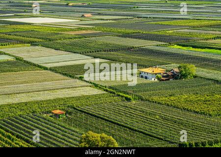 Vista dall'alto delle colture di mele e dei vigneti della Val d'Adige in provincia di Bolzano lungo la strada del vino. Provincia autonoma di Bolzano, Trentino Alt Foto Stock
