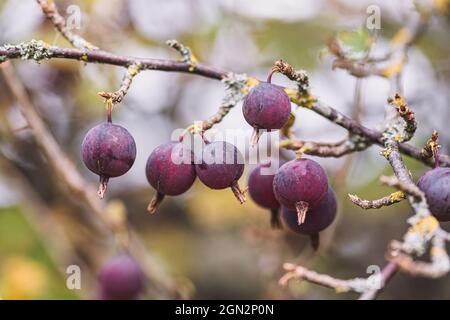 Black ribes uva-Crisa, conosciuta come uva spina o uva spina europea, è una specie di arbusto fiorito nel ribes Foto Stock