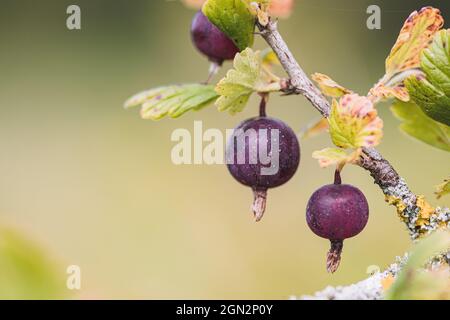 Black ribes uva-Crisa, conosciuta come uva spina o uva spina europea, è una specie di arbusto fiorito nel ribes Foto Stock