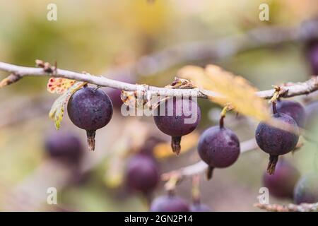 Black ribes uva-Crisa, conosciuta come uva spina o uva spina europea, è una specie di arbusto fiorito nel ribes Foto Stock